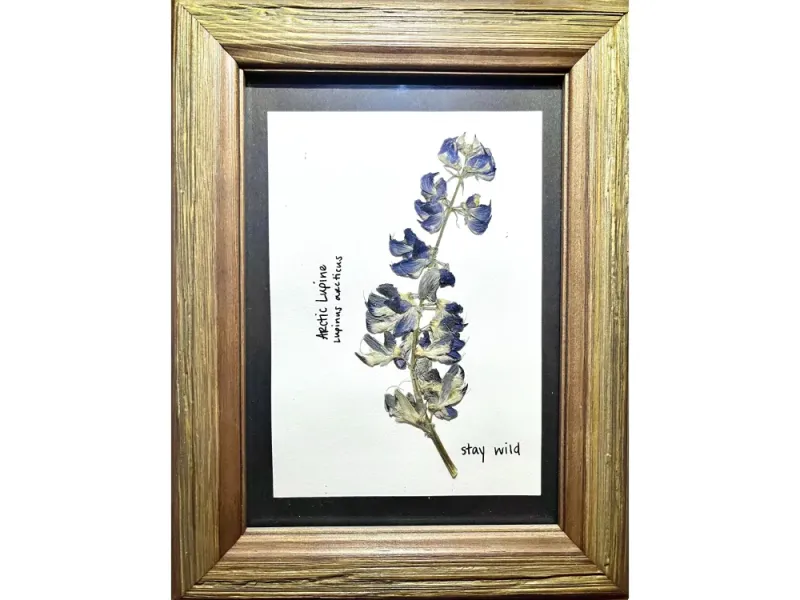 Lupine