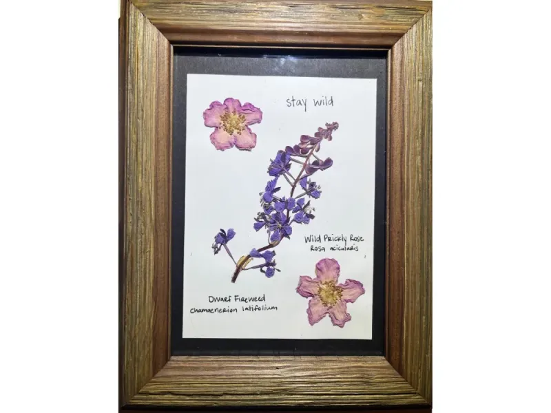 Rose and Fireweed