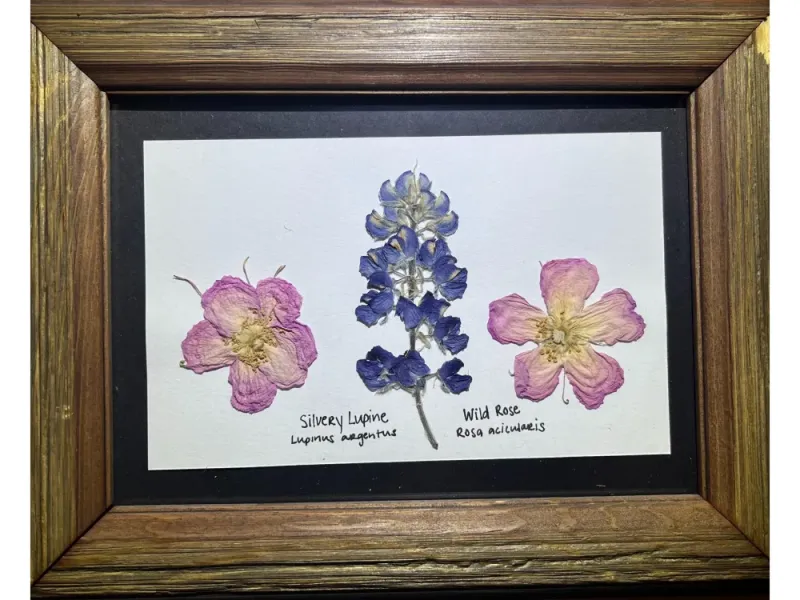 Rose and Lupine 1