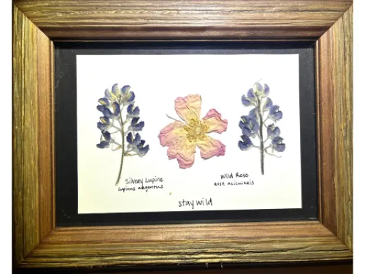 Rose and Lupine 2