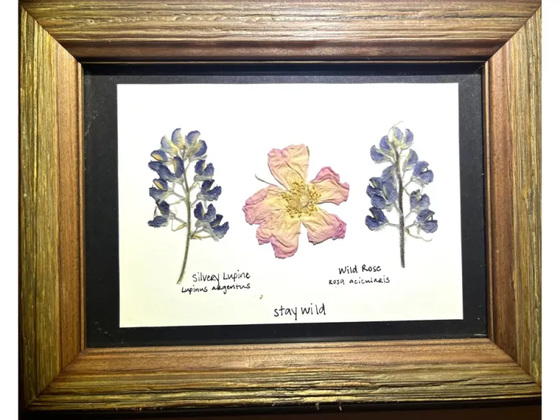 Rose and Lupine 2