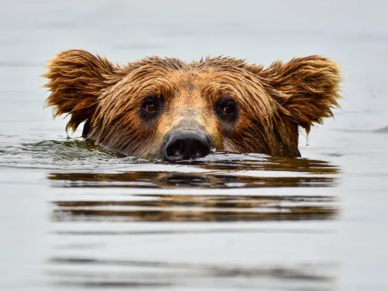Alaska Bear Discovery - Unable to sync with FareHarbor