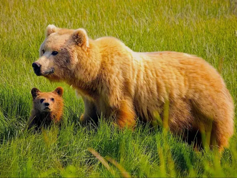 Alaska Bear Viewing Experience