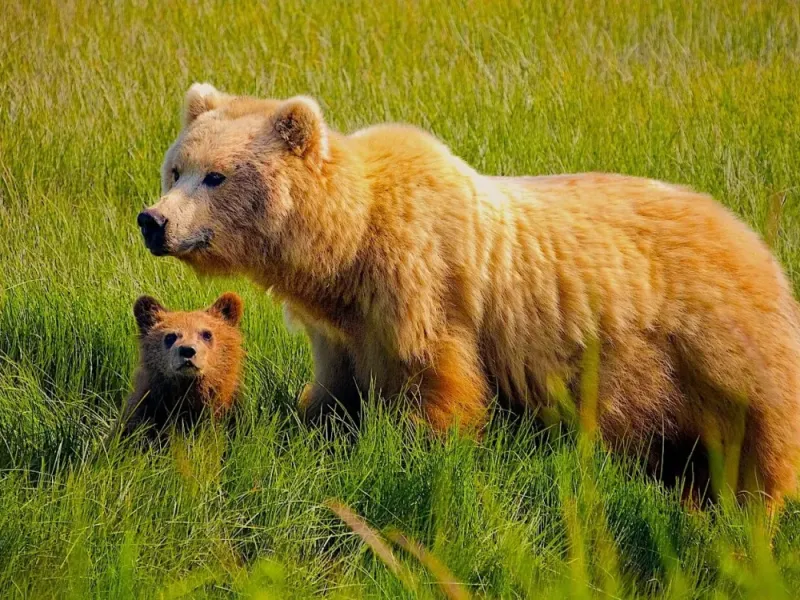 Alaska Bear Safari: A Multi-Day Lodge-Based Experience