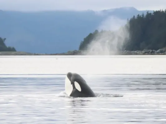 Private 3 Hour Whale Watch