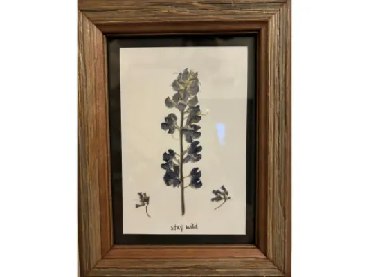 Lupine 3