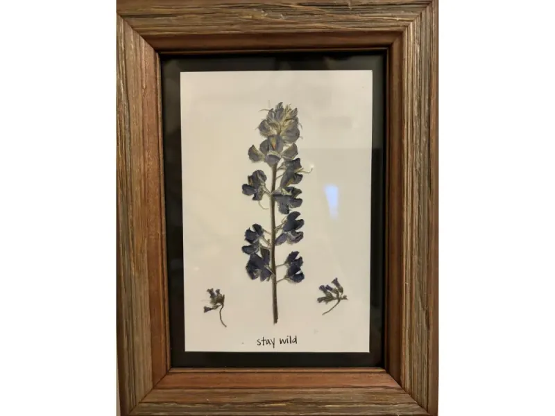 Lupine 3