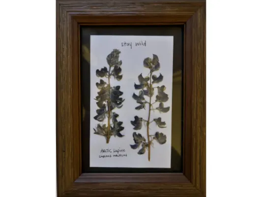 Lupine 4