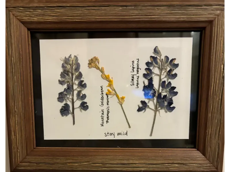 Lupine and Goldenbeam