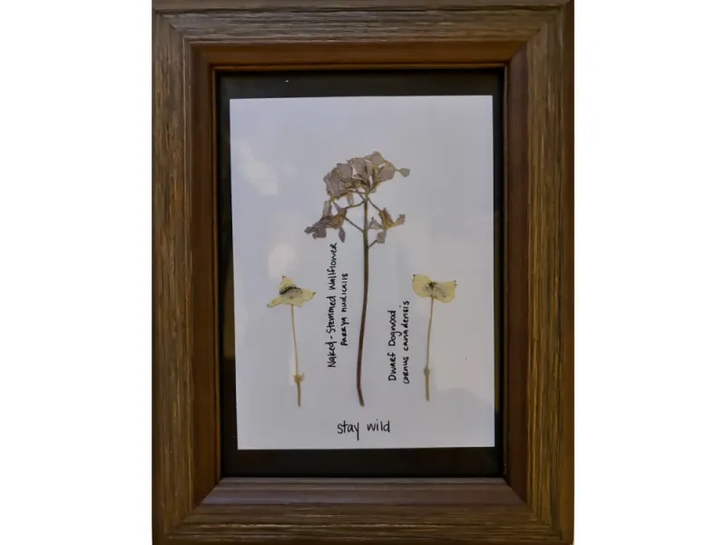 Wallflower and Dogwood