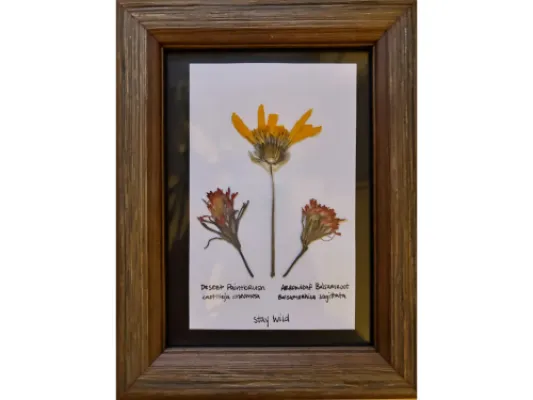 Paintbrush and Arrowleaf