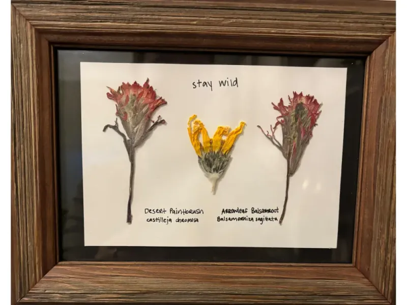 Paintbrush and Arrowleaf 2