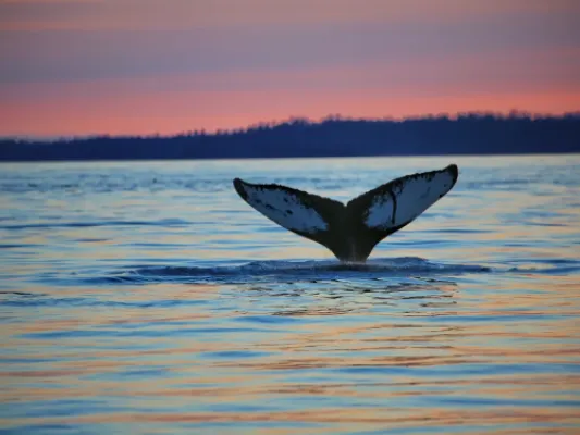 Alaska Culinary Experience & Evening Whale Quest