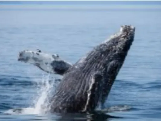 Waterfront & Wildlife Cruise