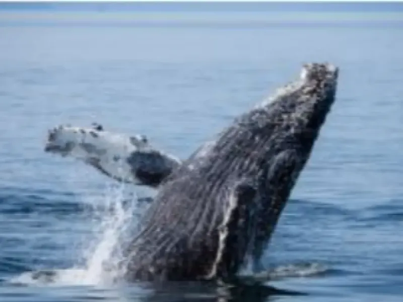 Waterfront & Wildlife Cruise