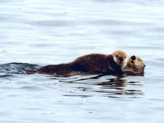 Express Sea Otter & Wildlife Quest