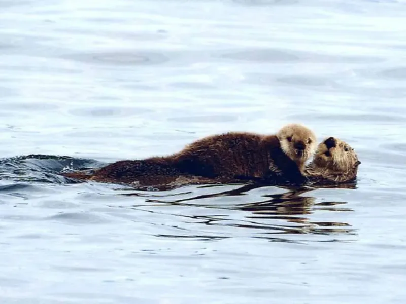 Express Sea Otter & Wildlife Quest