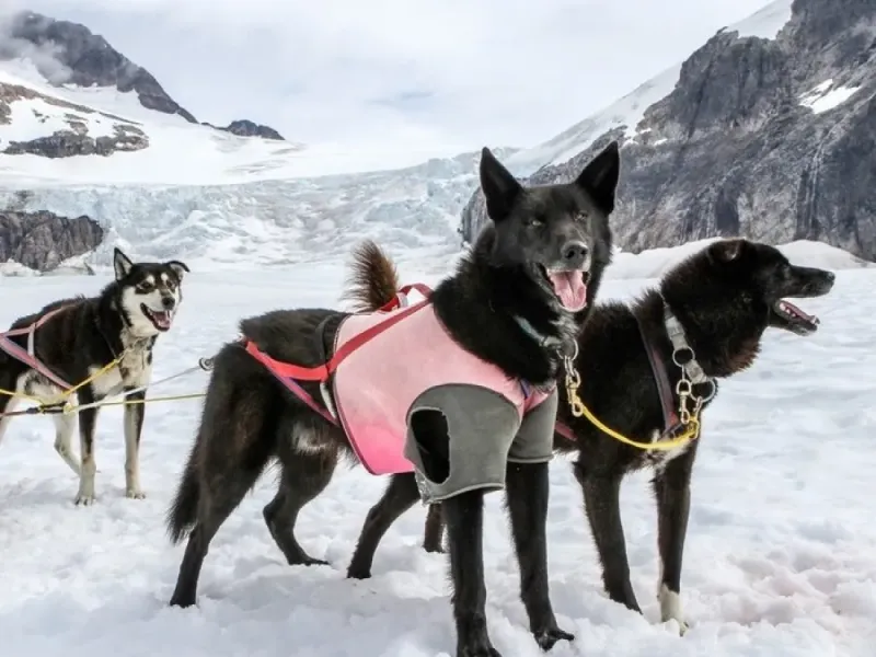 Dog Sled with Additional Glacier Landing