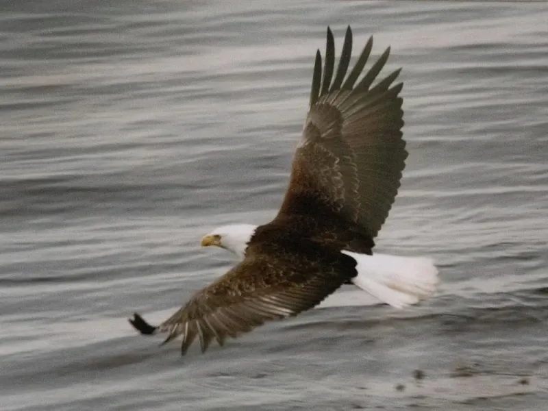 Bald Eagle Over Water Print