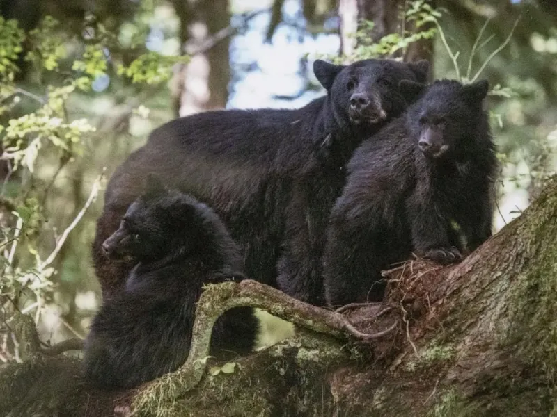 Mama And Baby Bears Print