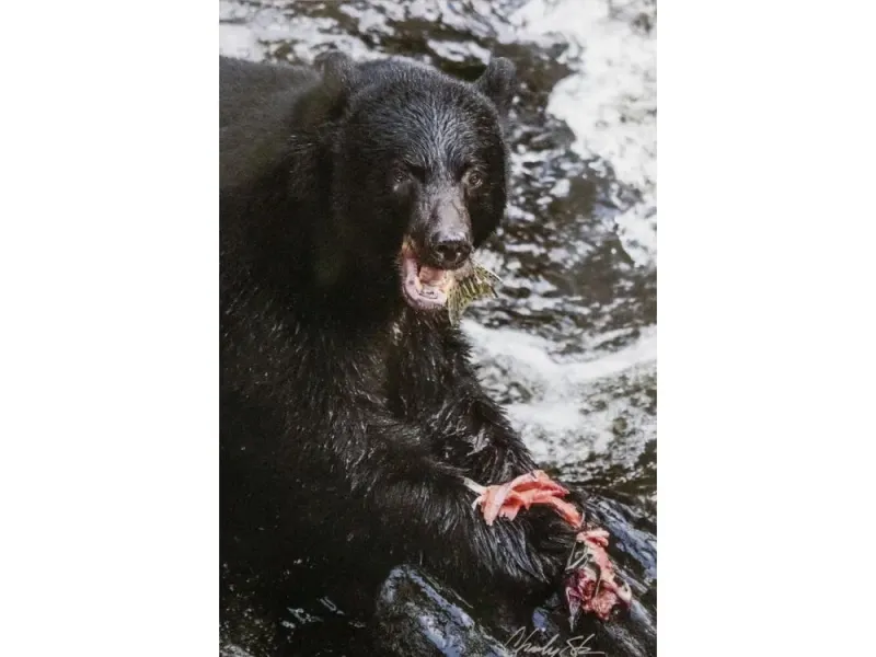 Bear With Salmon Print