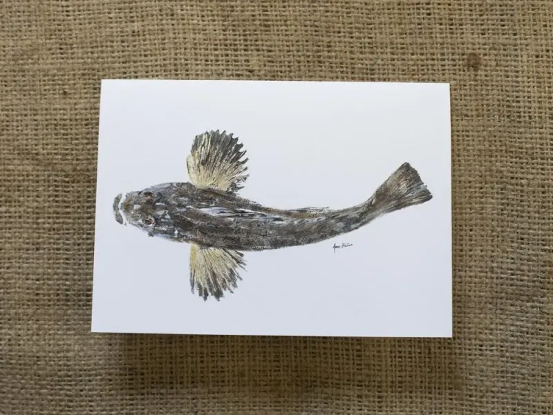 Looking Down @ Kelp Greenling Card