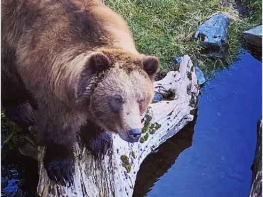 Bears, Eagles, & Beyond (Private Tour)