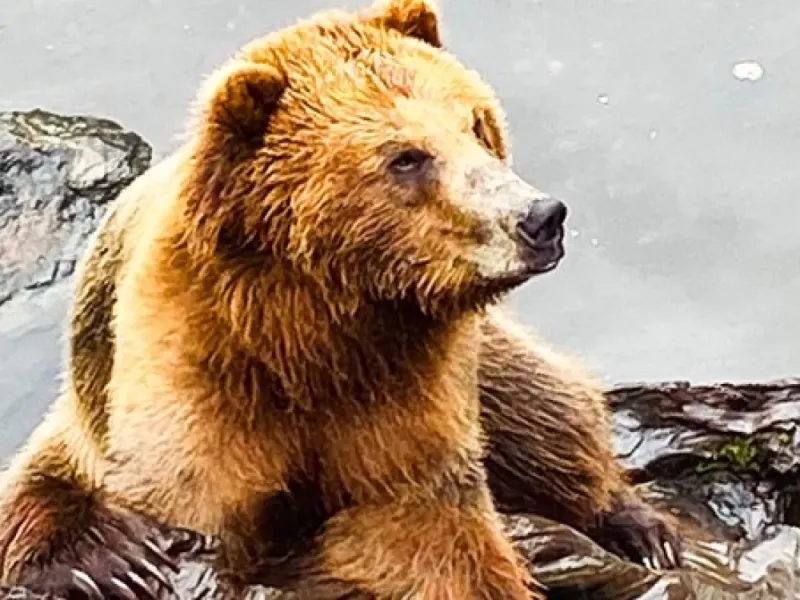 Wild & Scenic Sitka (Private Custom Tour)