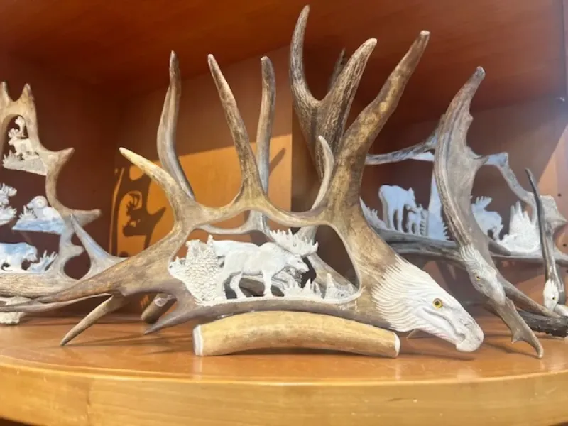 Moose Antler Carving With Moose