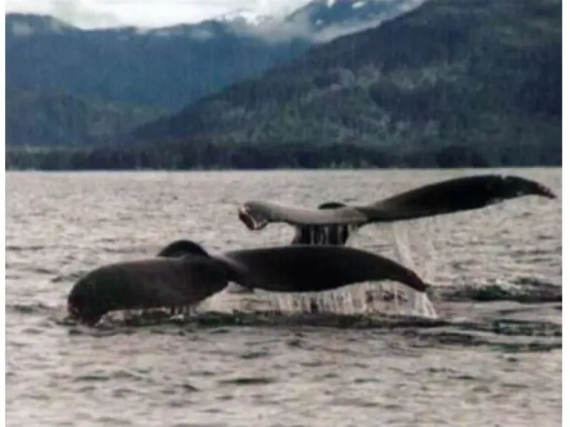 Spring Whale Sightseeing (March / April)