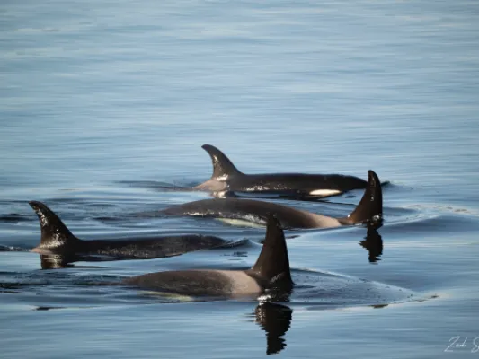 Killer Whale Pod - Metal Alaska Wall Art Photo Print