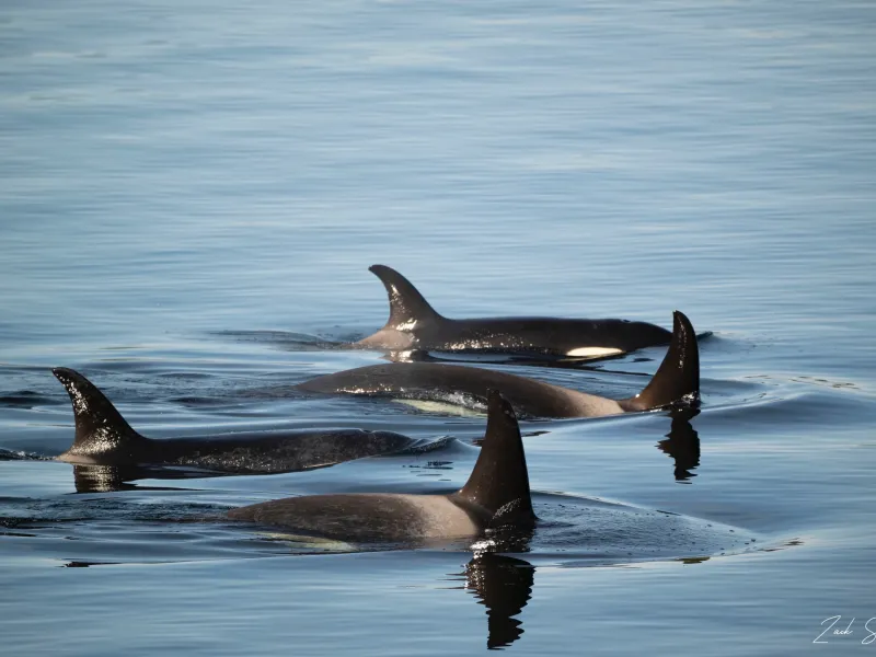 Killer Whale Pod - Metal Alaska Wall Art Photo Print