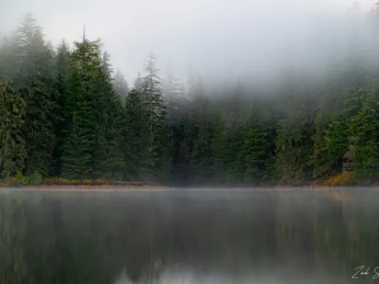 Forest Reflections - Metal Alaska Wall Art Photo Print