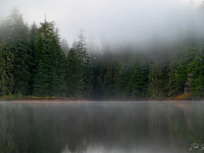 Forest Reflections - Metal Alaska Wall Art Photo Print