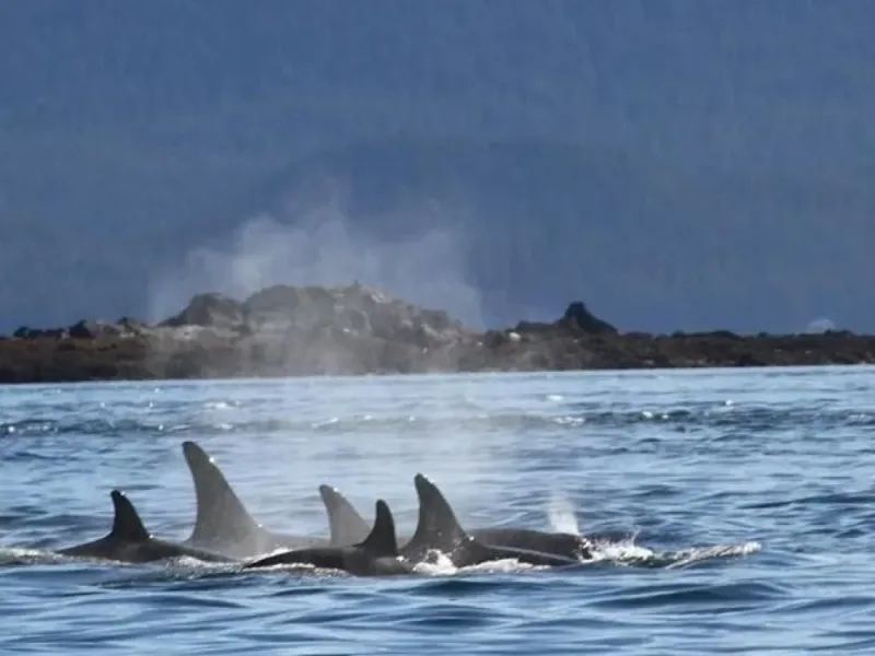 Outback Signature Whale Watching Experience