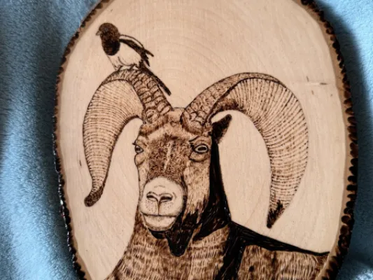 Wood burned picture of Dahl Sheep