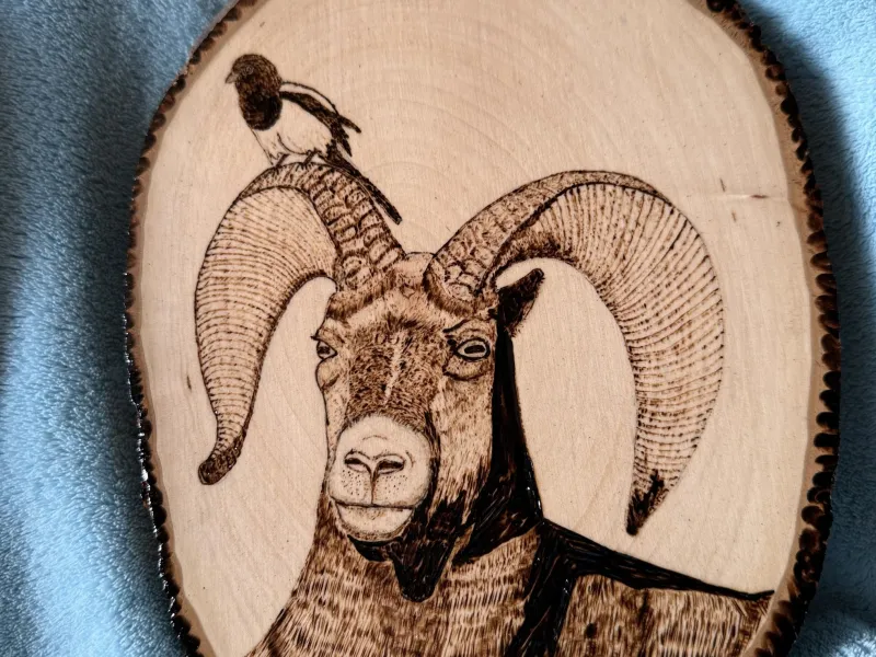Wood burned picture of Dahl Sheep