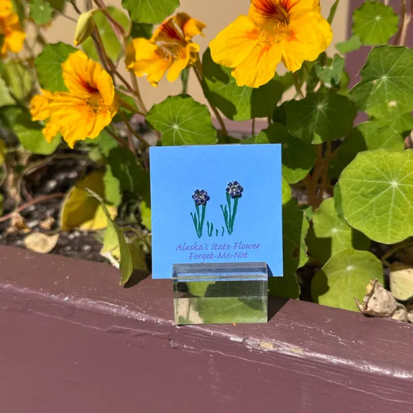 Forget-me-not Alaska State Flower Earrings - Small