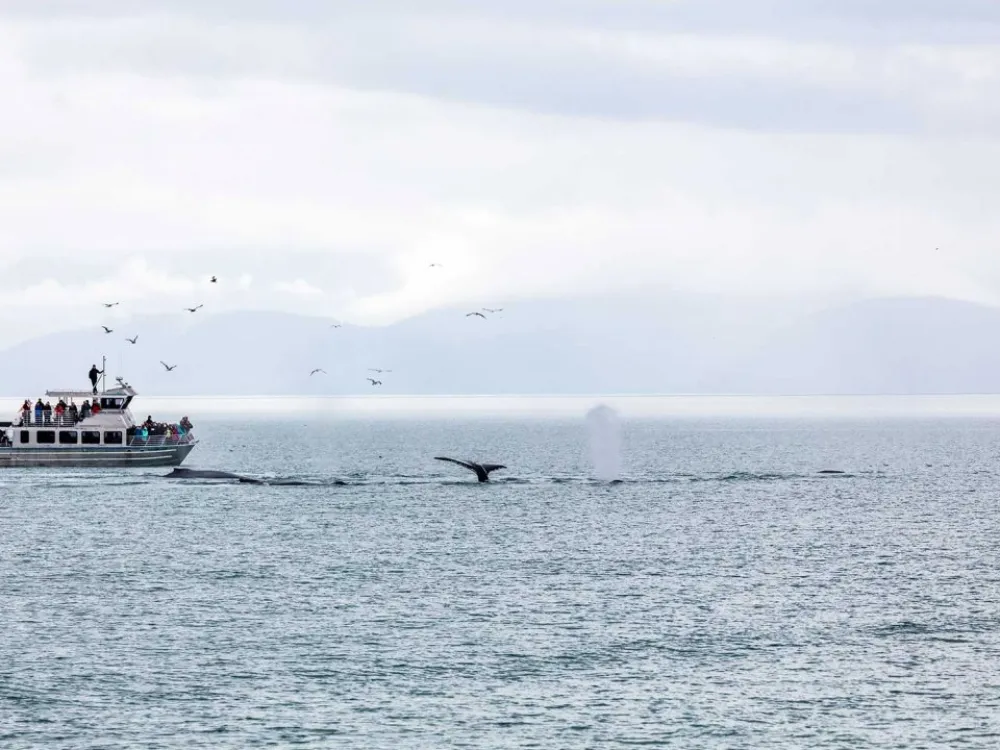 Juneau Whale Watching & Tracy's Crab Shack Combo Tour - 4