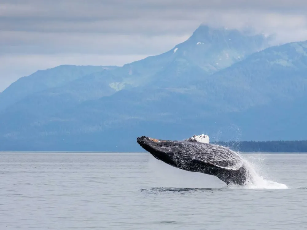Juneau Whale Watching & Tracy's Crab Shack Combo Tour - 5